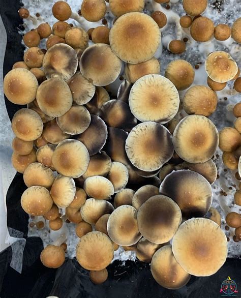 Gulf Coast Mushrooms from this Gulf Coast strain originated near the Gulf of Mexico, around the Texas Coast. . Psilocybe cubensis gulf coast spores